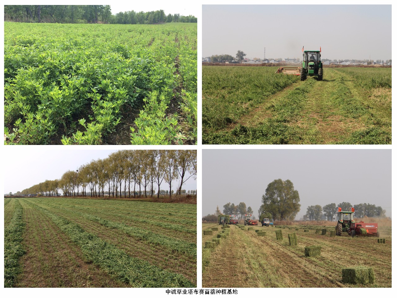 中誠(chéng)草業(yè)基地.jpg 中誠(chéng)草業(yè)基地.jpg